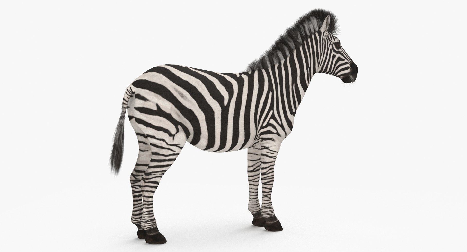 3D model Zebra https://p.turbosquid.com/ts-thumb/y8/wpQo5e/zs/zebra_thumbnail_0005/jpg/1683871064/1920x1080/fit_q87/21a016ff31c4bd4777e980fb39a3e70eef8b54b5/zebra_thumbnail_0005.jpg