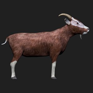 3D model fully rigged goat