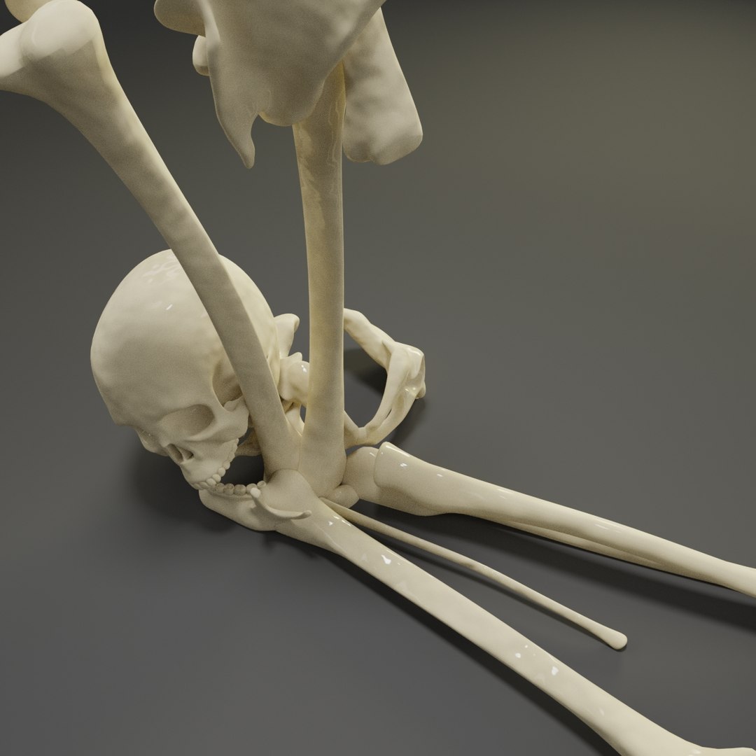 Letter L Bones Skeleton 3D Model - TurboSquid 1547481