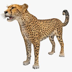 3d max cheetah 2 fur rigged