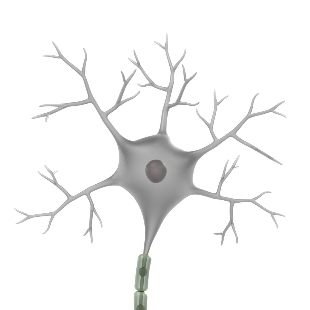 3d brain neuron https://p.turbosquid.com/ts-thumb/y9/KXfSNa/2VqVVM4r/neurone/jpg/1446464422/1920x1080/fit_q87/5e39b35cb1de6f6cbbd20e98d4700d44ba2ce620/neurone.jpg