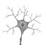 Neuron