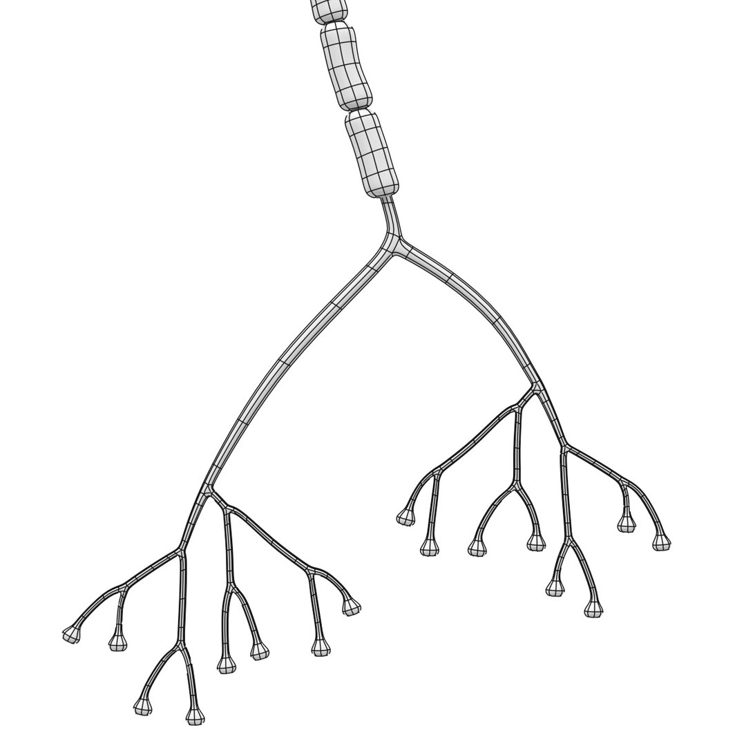 3d brain neuron https://p.turbosquid.com/ts-thumb/y9/KXfSNa/5jfBGtmq/neuronw3/jpg/1446464422/1920x1080/fit_q87/c174b0ad638e16e7b009a5f0de44ded5d458b990/neuronw3.jpg