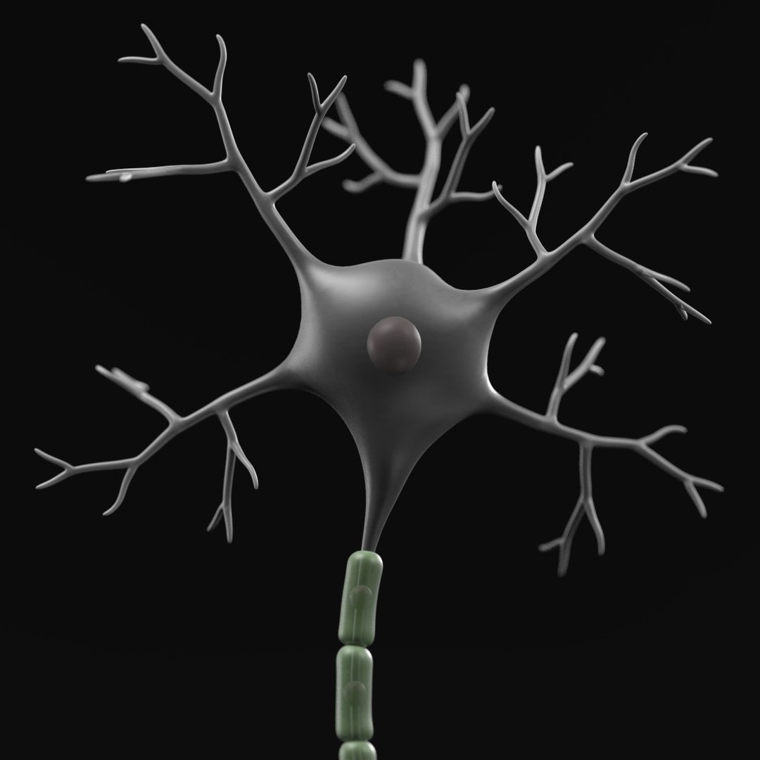 3d brain neuron https://p.turbosquid.com/ts-thumb/y9/KXfSNa/NIeE21IX/neuronc/jpg/1446464422/1920x1080/fit_q87/f2109462236f6d29a42cfec0662b8cd66b507a99/neuronc.jpg