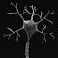Neuron