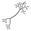 Neuron