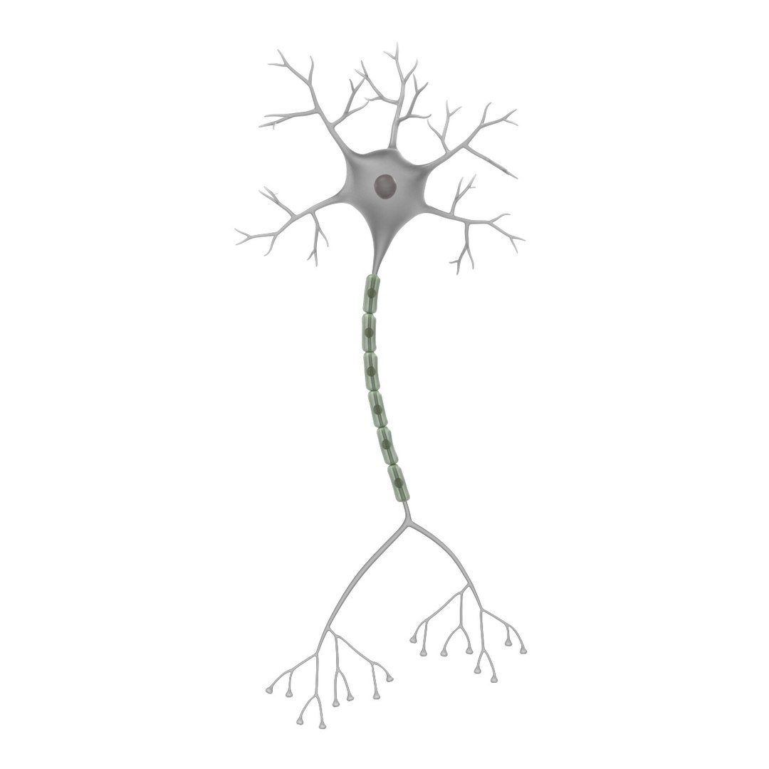 3d brain neuron https://p.turbosquid.com/ts-thumb/y9/KXfSNa/T3Nji1oN/neuronf/jpg/1446464422/1920x1080/fit_q87/ad459c7b7d4052fa780fc44fc737ca3fd2084dcd/neuronf.jpg