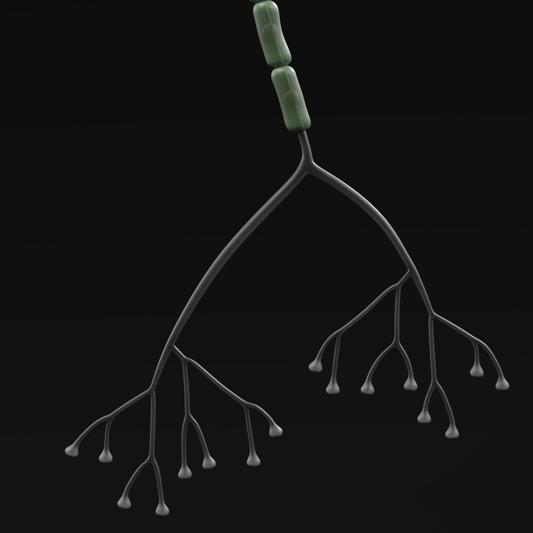 3d brain neuron https://p.turbosquid.com/ts-thumb/y9/KXfSNa/Xqvzz69C/neurond/jpg/1446464422/1920x1080/fit_q87/d48c2f7980e74782f3041d327c49a190205a1ef6/neurond.jpg
