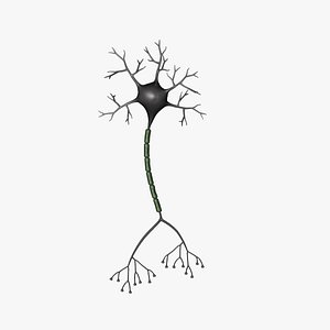 3d brain neuron