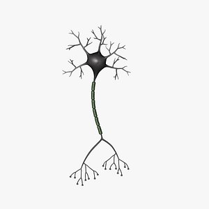 Neuron
