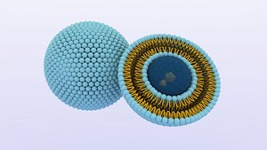 liposome nanoparticle 3D model