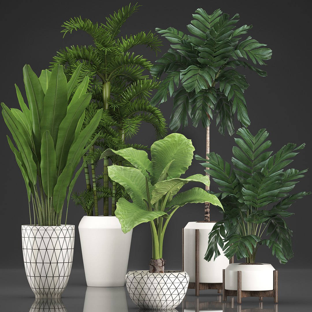 Houseplants Exotic Plants 3D - TurboSquid 1428120