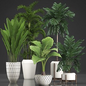 houseplants exotic plants 3D