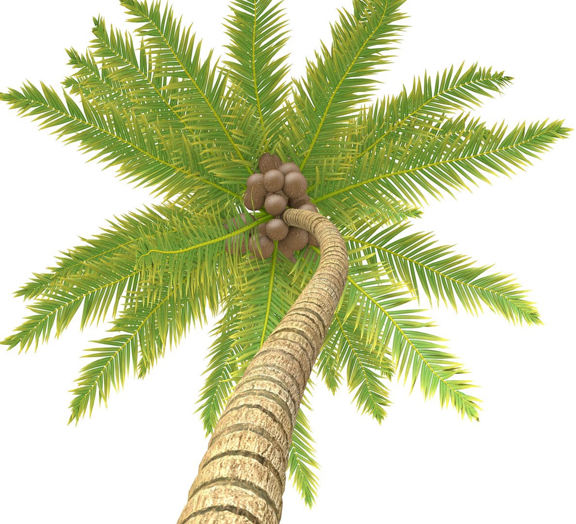 3D model Coconut Palm https://p.turbosquid.com/ts-thumb/y9/Y0Ce61/4i/coconutpalm3/jpg/1702492055/1920x1080/fit_q87/637decb829ad007dc3372e6283ea03b49666f3ed/coconutpalm3.jpg