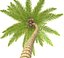 Coconut Palm