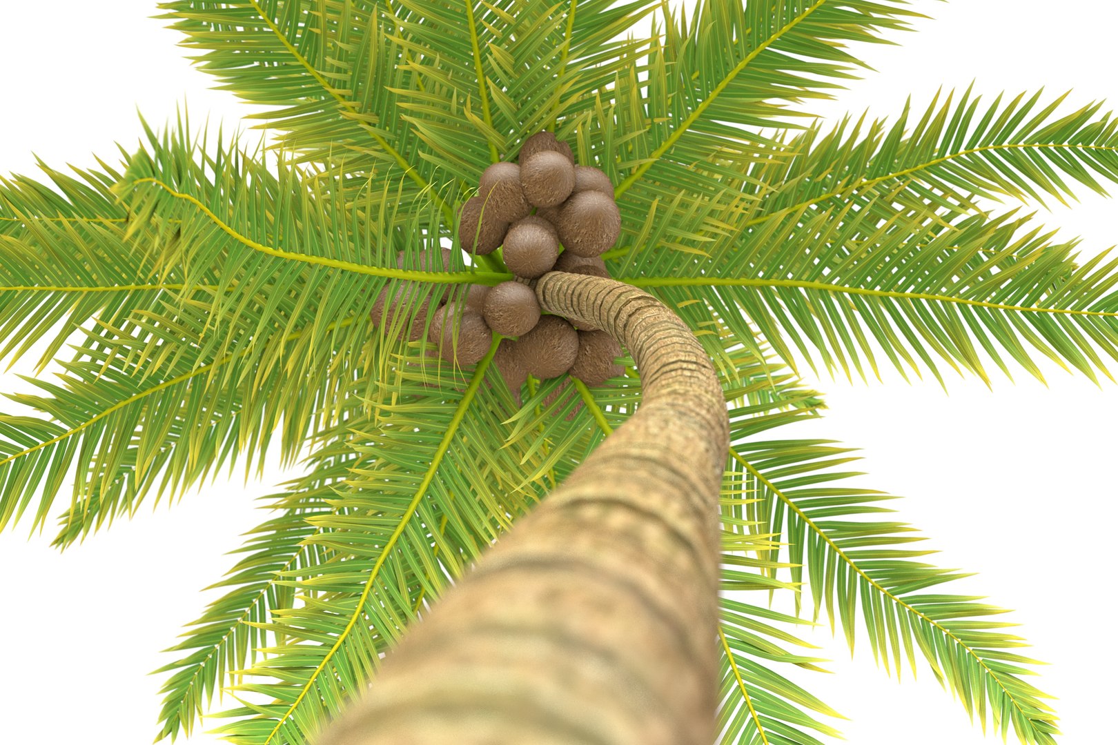 3D model Coconut Palm https://p.turbosquid.com/ts-thumb/y9/Y0Ce61/6w/coconutpalm5/jpg/1702492055/1920x1080/fit_q87/3162fe1b52dd7ccea79a30928fe9bc47fd44e71c/coconutpalm5.jpg