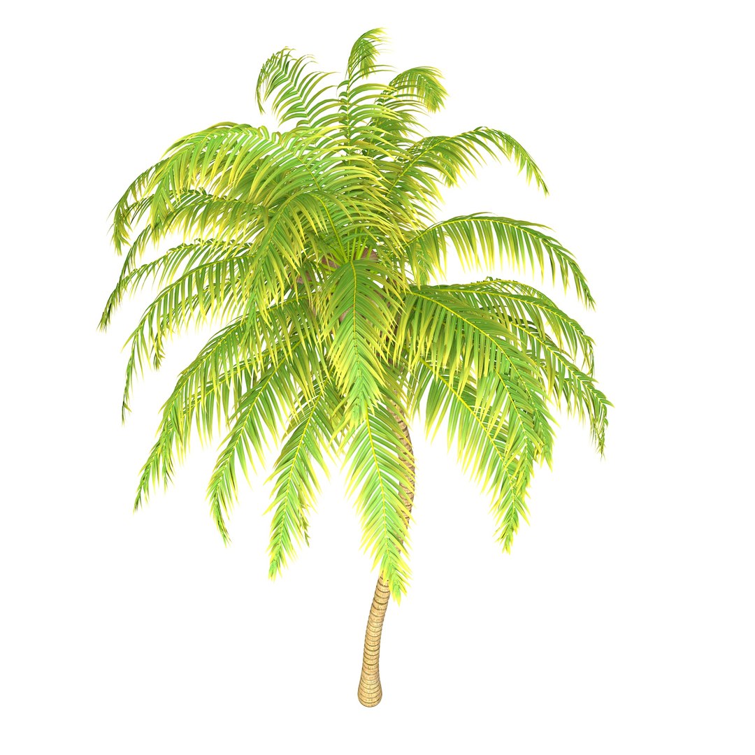 3D model Coconut Palm https://p.turbosquid.com/ts-thumb/y9/Y0Ce61/8O/coconutpalm4/jpg/1702492055/1920x1080/fit_q87/3ef854382f3ac57a1bc8c4d5d947ac8c1dc7da13/coconutpalm4.jpg