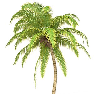 Coconut Palm