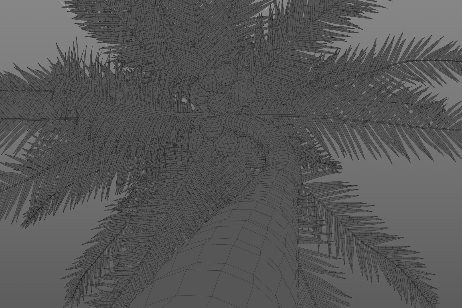 3D model Coconut Palm https://p.turbosquid.com/ts-thumb/y9/Y0Ce61/gy/wire1/jpg/1702492057/1920x1080/fit_q87/0342e14cc7e169217efec549ccadaedba0d59f4e/wire1.jpg