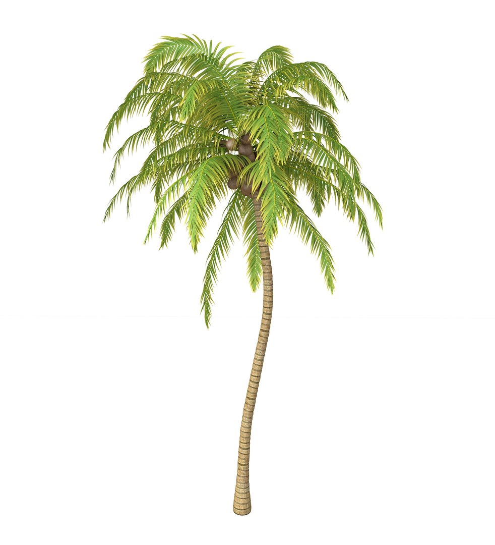 3D model Coconut Palm https://p.turbosquid.com/ts-thumb/y9/Y0Ce61/rD/coconutpalm1/jpg/1702492053/1920x1080/fit_q87/ef604ad27af5c8937ba562c5a1e58d45b536bc47/coconutpalm1.jpg