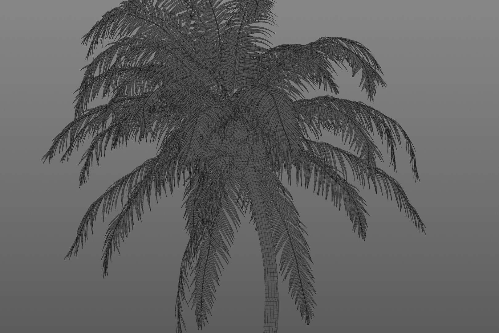 3D model Coconut Palm https://p.turbosquid.com/ts-thumb/y9/Y0Ce61/sm/wire2/jpg/1702492057/1920x1080/fit_q87/079afcf9d9613116a5ba0f332918a03a5a76075b/wire2.jpg