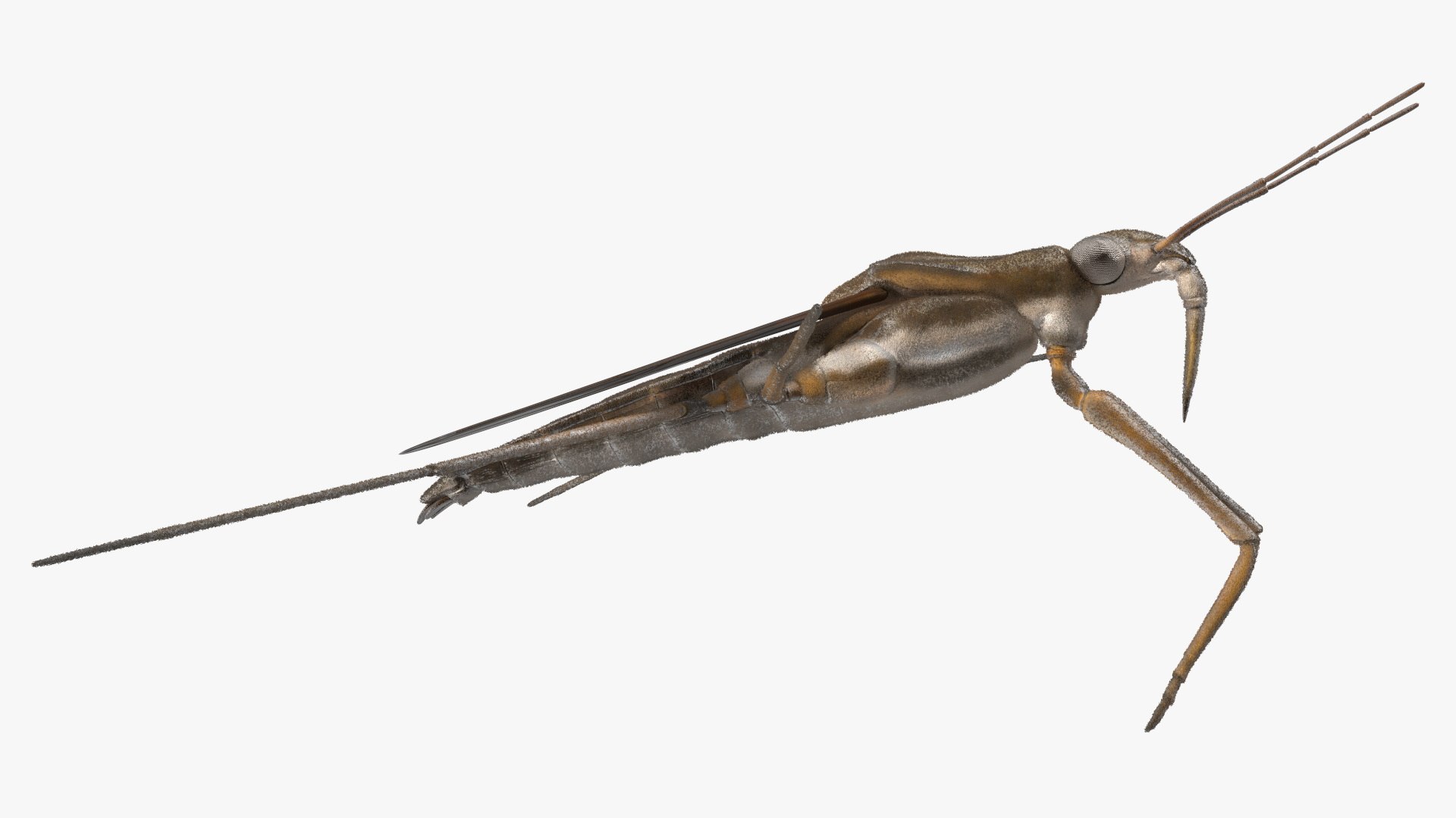 3D Water Strider Fur https://p.turbosquid.com/ts-thumb/y9/hFxtKu/Dk/waterstriderfurvray3dmodel011/jpg/1695231528/1920x1080/fit_q87/0f2bde39794ac28b8338a70229a8801f0a55c3e7/waterstriderfurvray3dmodel011.jpg