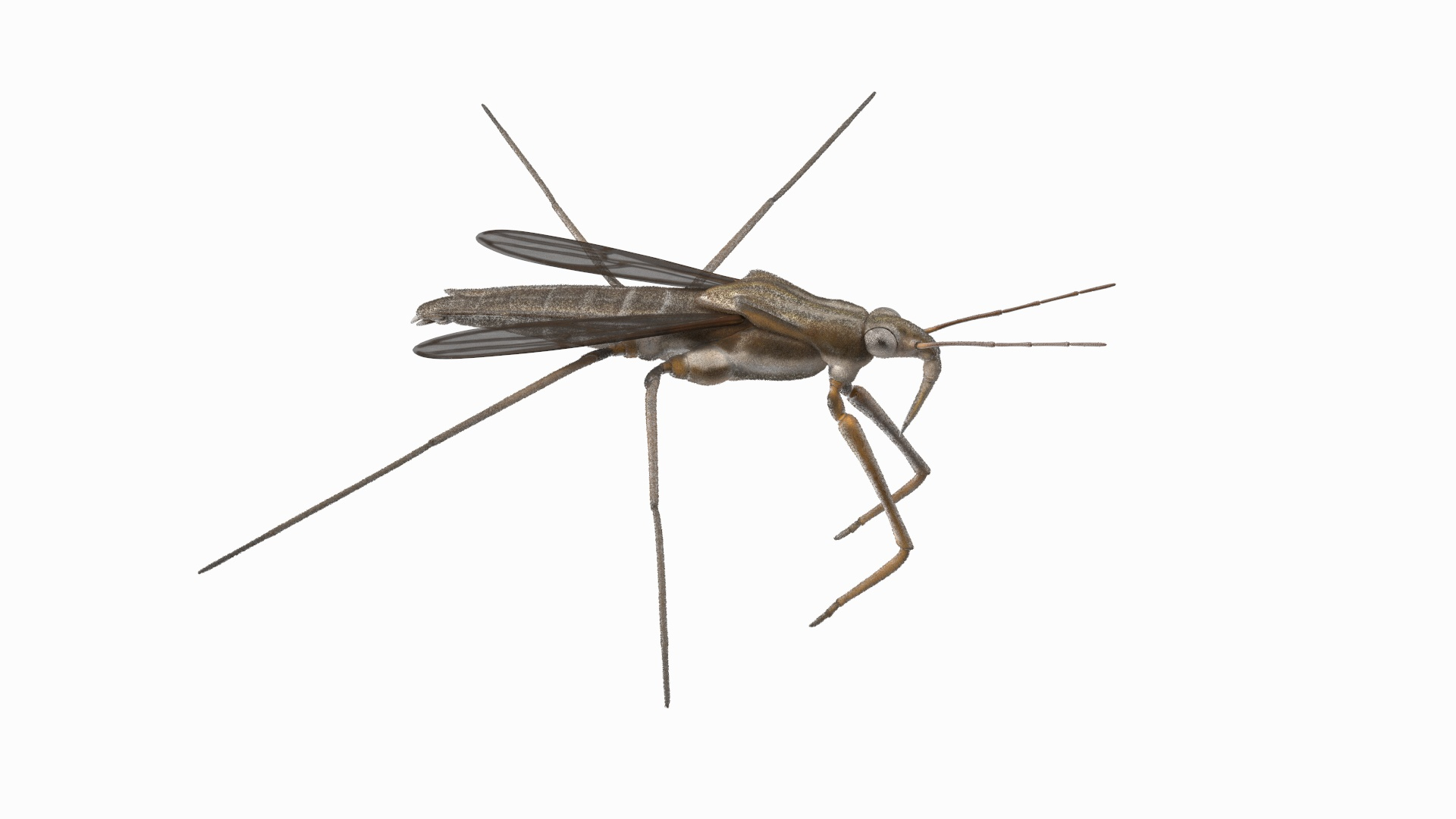 3D Water Strider Fur https://p.turbosquid.com/ts-thumb/y9/hFxtKu/ML/water_strider_fur_360/jpg/1695231078/1920x1080/turn_fit_q99/d6ddc3a14ea774b3f91bad557708f3924bbfd0c5/water_strider_fur_360-1.jpg