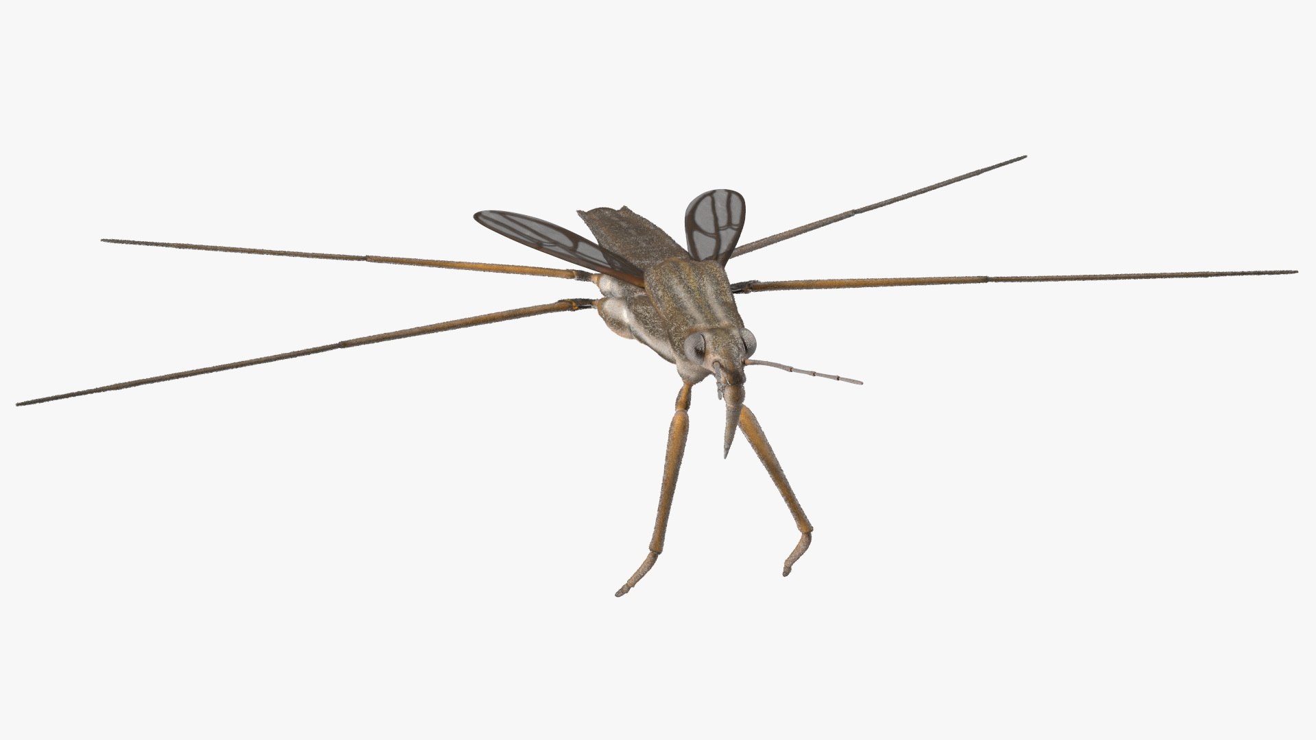 3D Water Strider Fur https://p.turbosquid.com/ts-thumb/y9/hFxtKu/S1/waterstriderfurvray3dmodel010/jpg/1695231525/1920x1080/fit_q87/11156e5888f5c4b6815545521e6014ea578ff85e/waterstriderfurvray3dmodel010.jpg