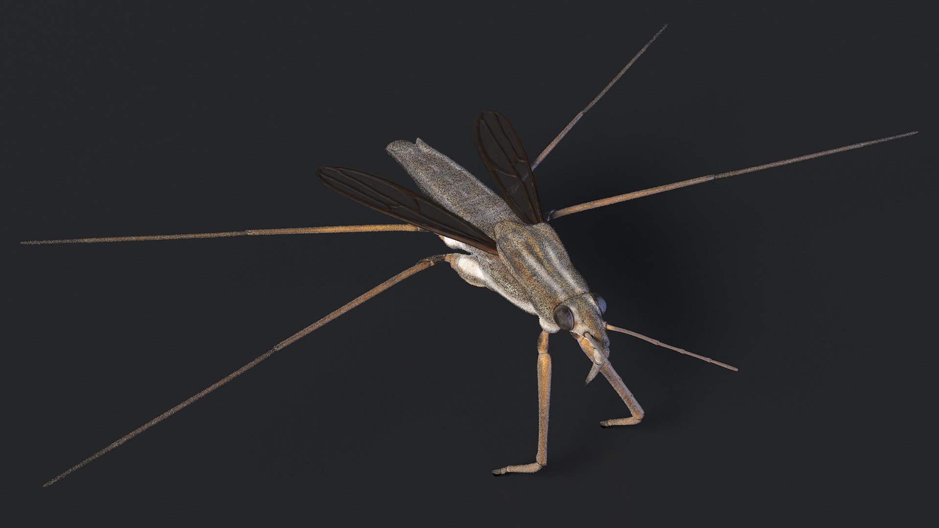 3D Water Strider Fur https://p.turbosquid.com/ts-thumb/y9/hFxtKu/kB/waterstriderfurvray3dmodel007/jpg/1695231513/1920x1080/fit_q87/0d2418b74faa8bc0894a463d0c8e3d58b1afbf1a/waterstriderfurvray3dmodel007.jpg