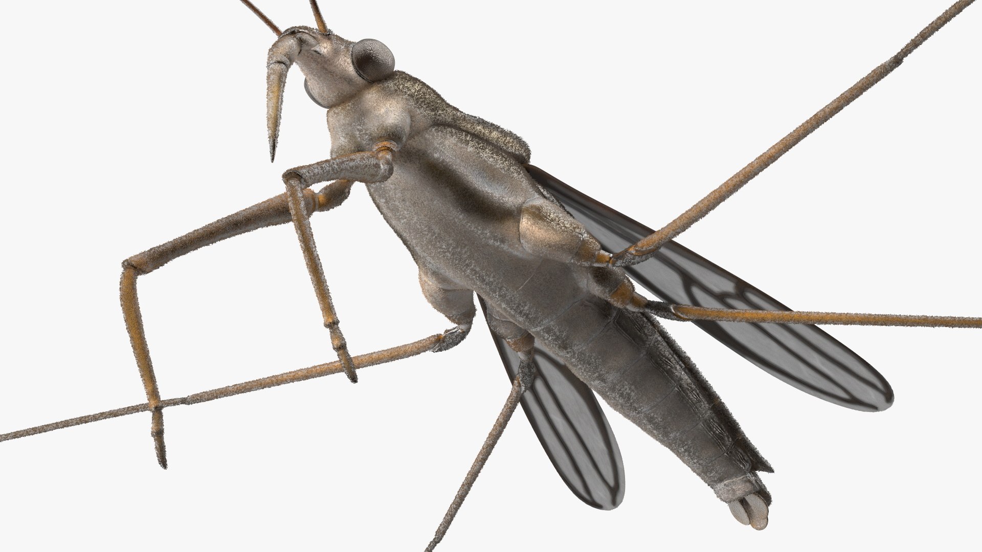 3D Water Strider Fur https://p.turbosquid.com/ts-thumb/y9/hFxtKu/rO/waterstriderfurvray3dmodel012/jpg/1695231532/1920x1080/fit_q87/9c79f089ea2d4bc30d653d99d899612f84523955/waterstriderfurvray3dmodel012.jpg