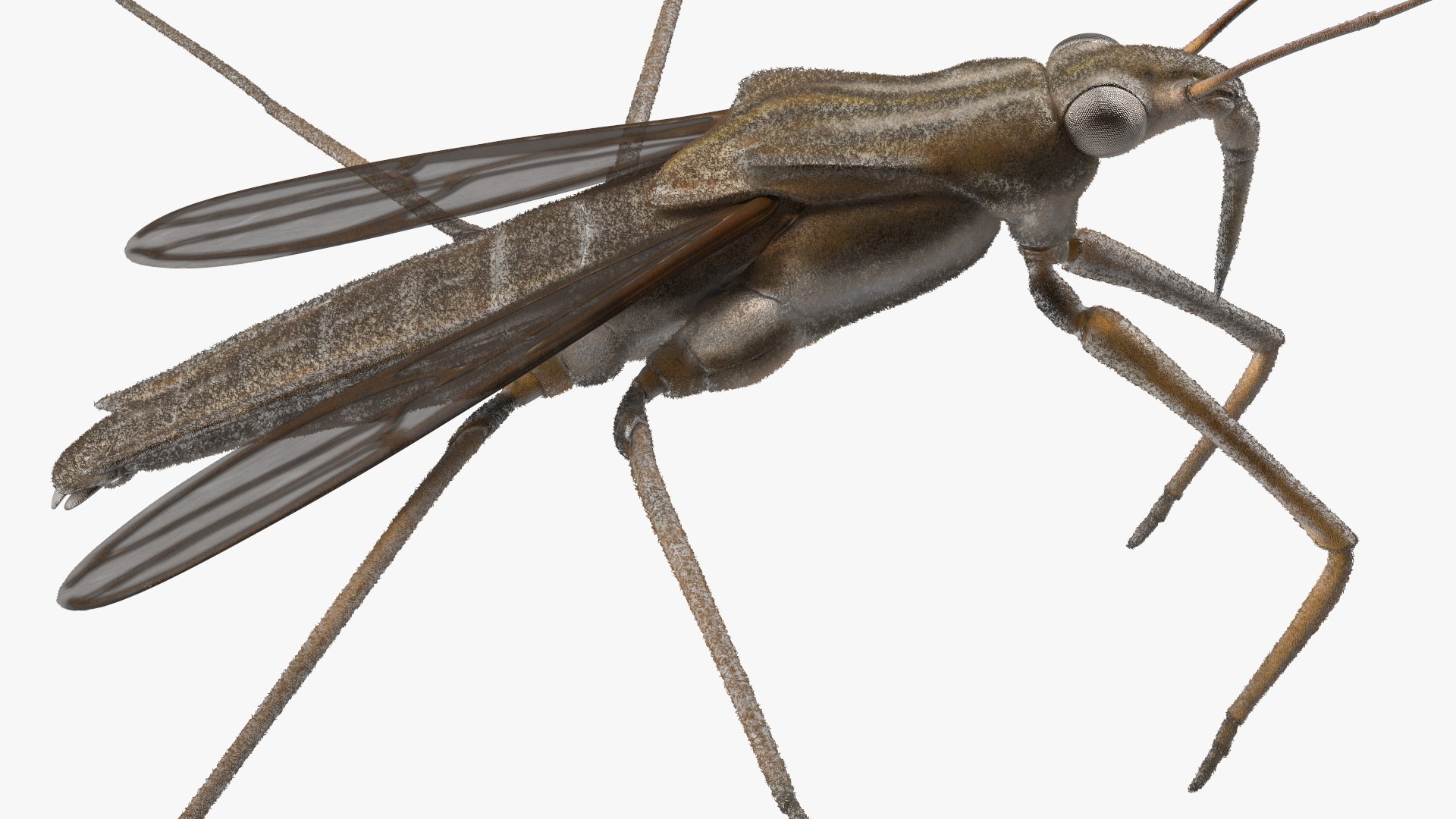 3D Water Strider Fur https://p.turbosquid.com/ts-thumb/y9/hFxtKu/ww/waterstriderfurvray3dmodel014/jpg/1695231542/1920x1080/fit_q87/12e23c522cbe2a5f30a76b24df515018a0058409/waterstriderfurvray3dmodel014.jpg