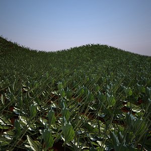 Plantain
