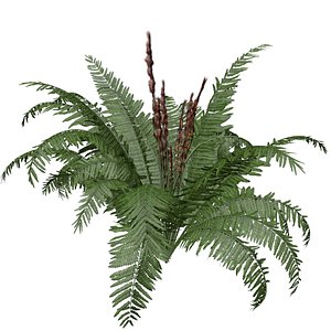 Cinnamon Fern Plant - 05 - 3D model