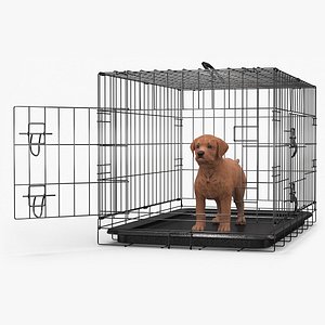 Brown Labrador Retriever Puppy in Cage