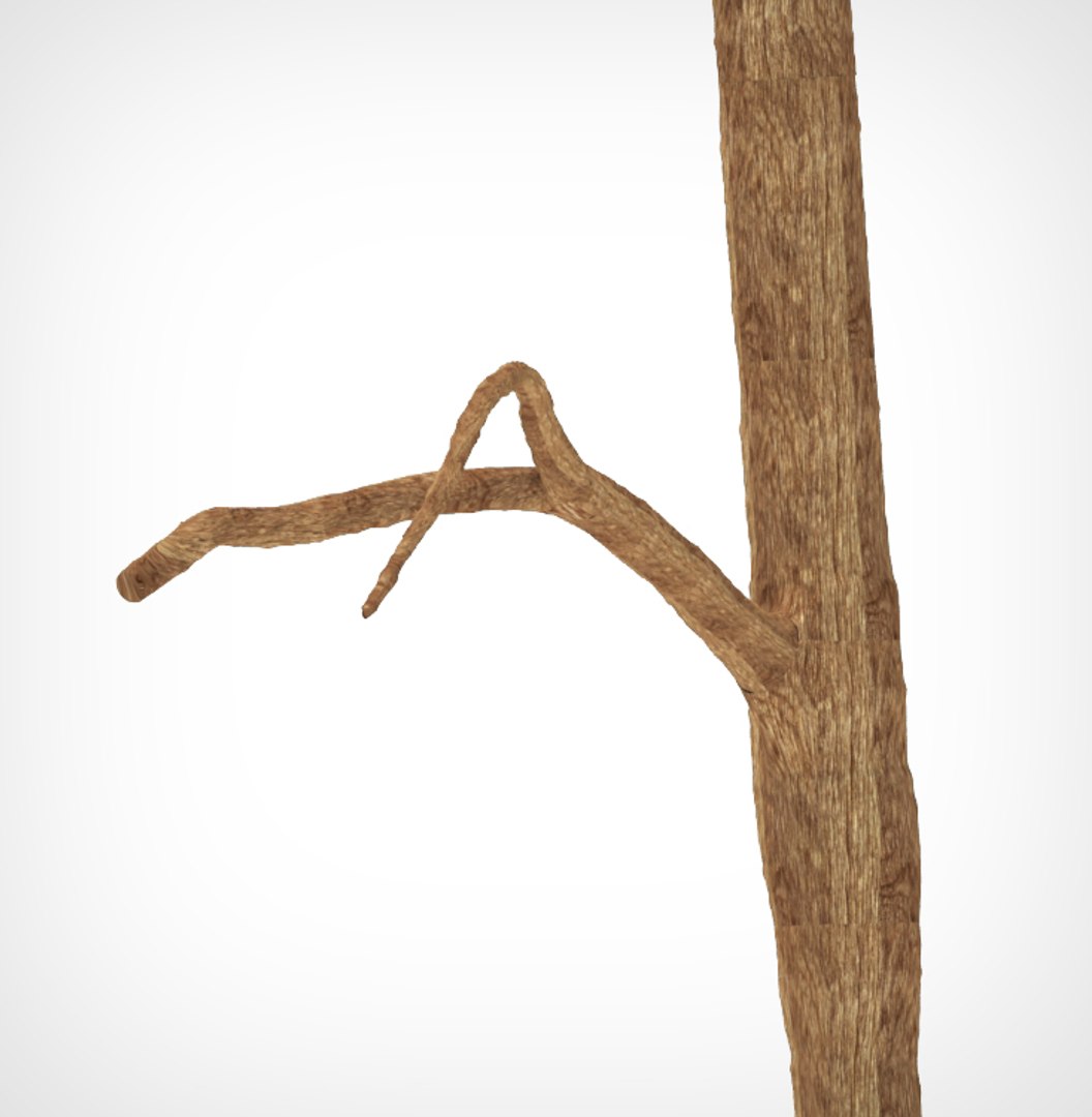 3d tree model https://p.turbosquid.com/ts-thumb/y9/uPBLuV/L0uKULhx/r3_3/jpg/1473963292/1920x1080/fit_q87/93bf40100bdbabdcee287198f9597b28efd3c5cf/r3_3.jpg