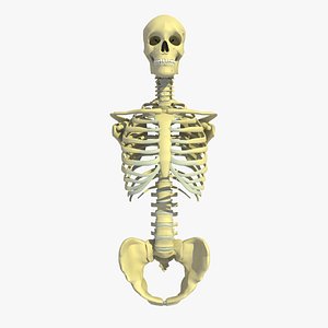 3d model thoracic anatomy skull human male