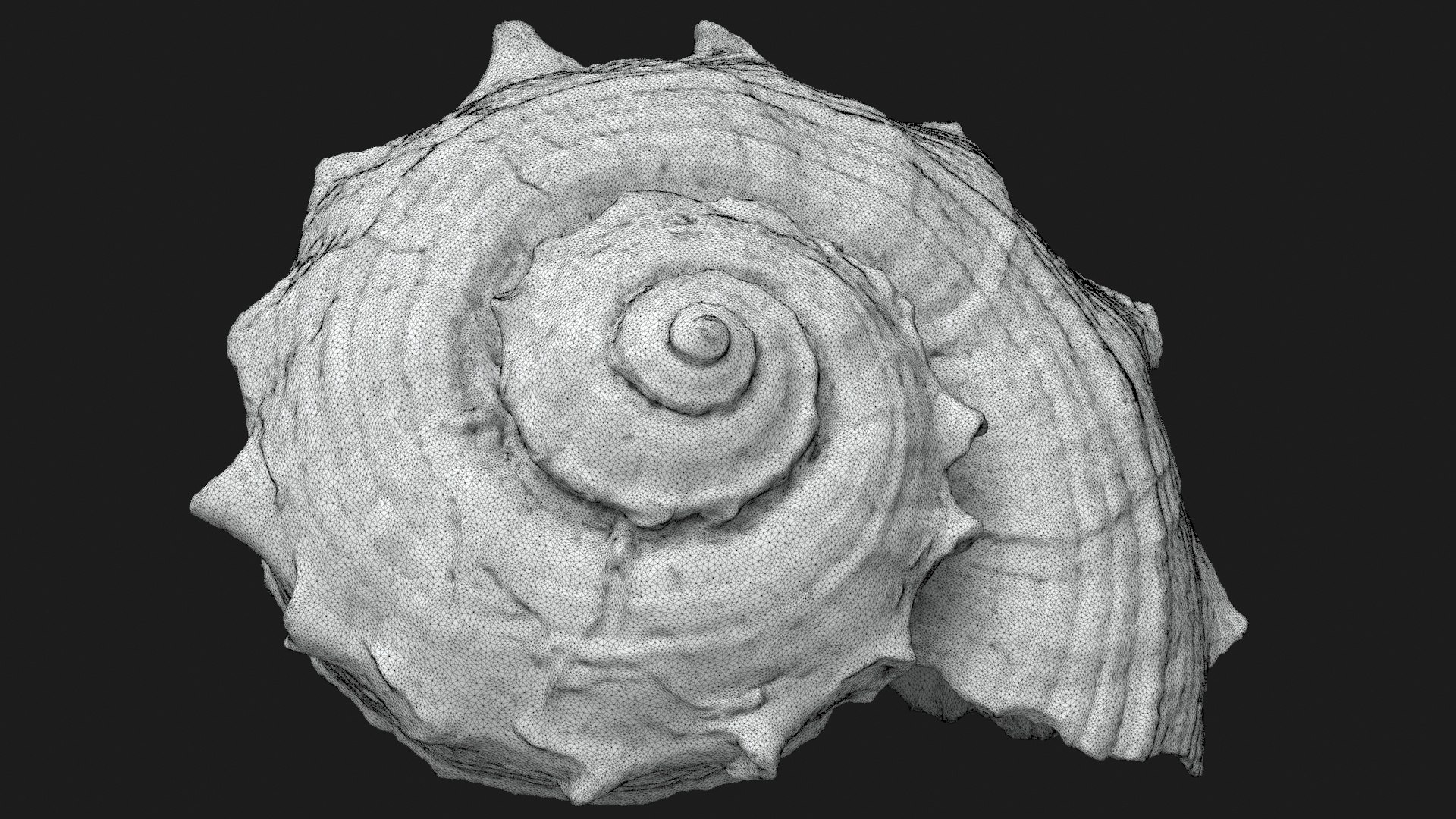 Rapana Rapiformis 2 Scan 3D https://p.turbosquid.com/ts-thumb/yA/45Rk1P/u2/rapanarapiformis1_g0003/jpg/1718519563/1920x1080/fit_q87/8d5b9d360df740e0534a7b4f72e0a819050e7cc5/rapanarapiformis1_g0003.jpg