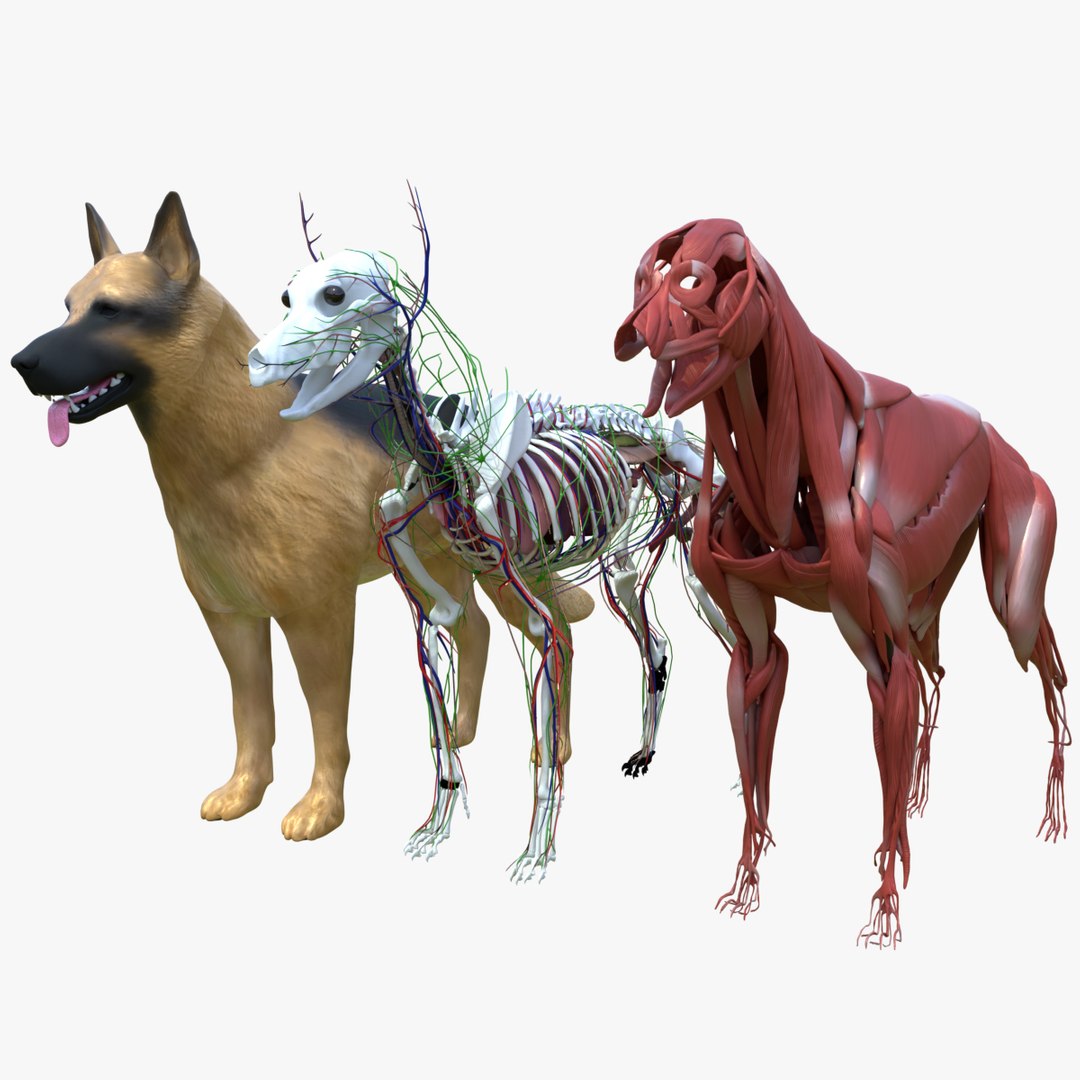 Dog Canine Complete Anatomy 3D Model Skeletal Muscular  Nervous System model https://p.turbosquid.com/ts-thumb/yA/ITP8Zk/1d/untitled1/jpg/1778270900/1920x1080/fit_q87/fd615a3474e0af595274eec09ebb3c16a66fa117/untitled1.jpg