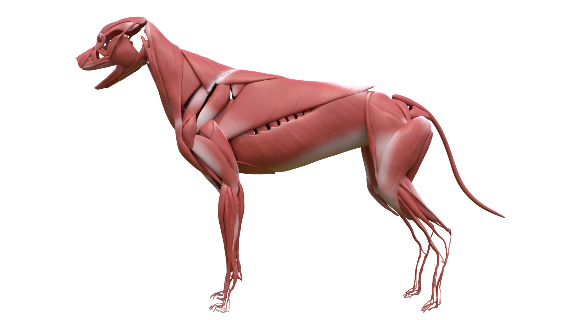 Dog Canine Complete Anatomy 3D Model Skeletal Muscular  Nervous System model https://p.turbosquid.com/ts-thumb/yA/ITP8Zk/5e/a0003/png/1778270940/1920x1080/fit_q87/32886144bedea6c1535316713f888e80f9581556/a0003.jpg