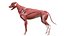 Dog Canine Complete Anatomy 3D Model Skeletal Muscular  Nervous System