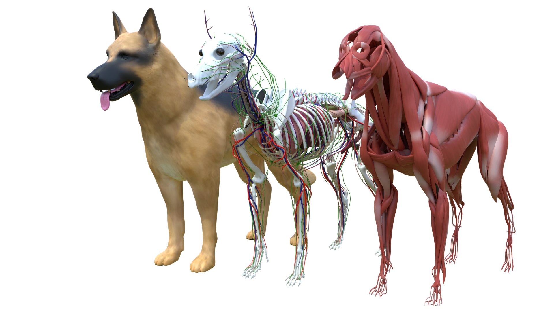 Dog Canine Complete Anatomy 3D Model Skeletal Muscular  Nervous System model https://p.turbosquid.com/ts-thumb/yA/ITP8Zk/DL/a0001/png/1778270940/1920x1080/fit_q87/85fd6f678a242fb3ce3e8f29a66efa5f6ce7385e/a0001.jpg