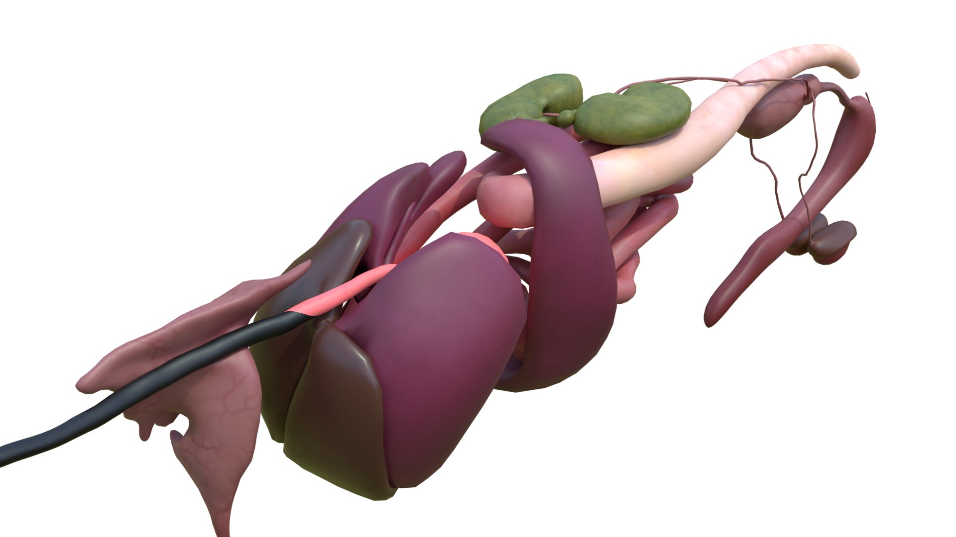 Dog Canine Complete Anatomy 3D Model Skeletal Muscular  Nervous System model https://p.turbosquid.com/ts-thumb/yA/ITP8Zk/JI/a0011/png/1778270947/1920x1080/fit_q87/4b0957db3a35b4c7cba9e53d7520c89fe6a2645f/a0011.jpg
