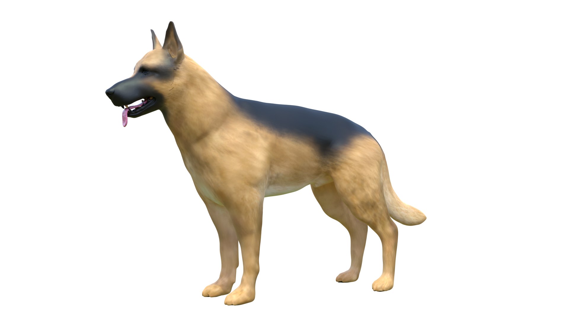Dog Canine Complete Anatomy 3D Model Skeletal Muscular  Nervous System model https://p.turbosquid.com/ts-thumb/yA/ITP8Zk/Lw/a0013/png/1778270950/1920x1080/fit_q87/1bc6b8af95ffe76fa3707f5d08577fb9ad1f4d2b/a0013.jpg
