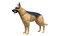 Dog Canine Complete Anatomy 3D Model Skeletal Muscular  Nervous System
