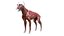 Dog Canine Complete Anatomy 3D Model Skeletal Muscular  Nervous System