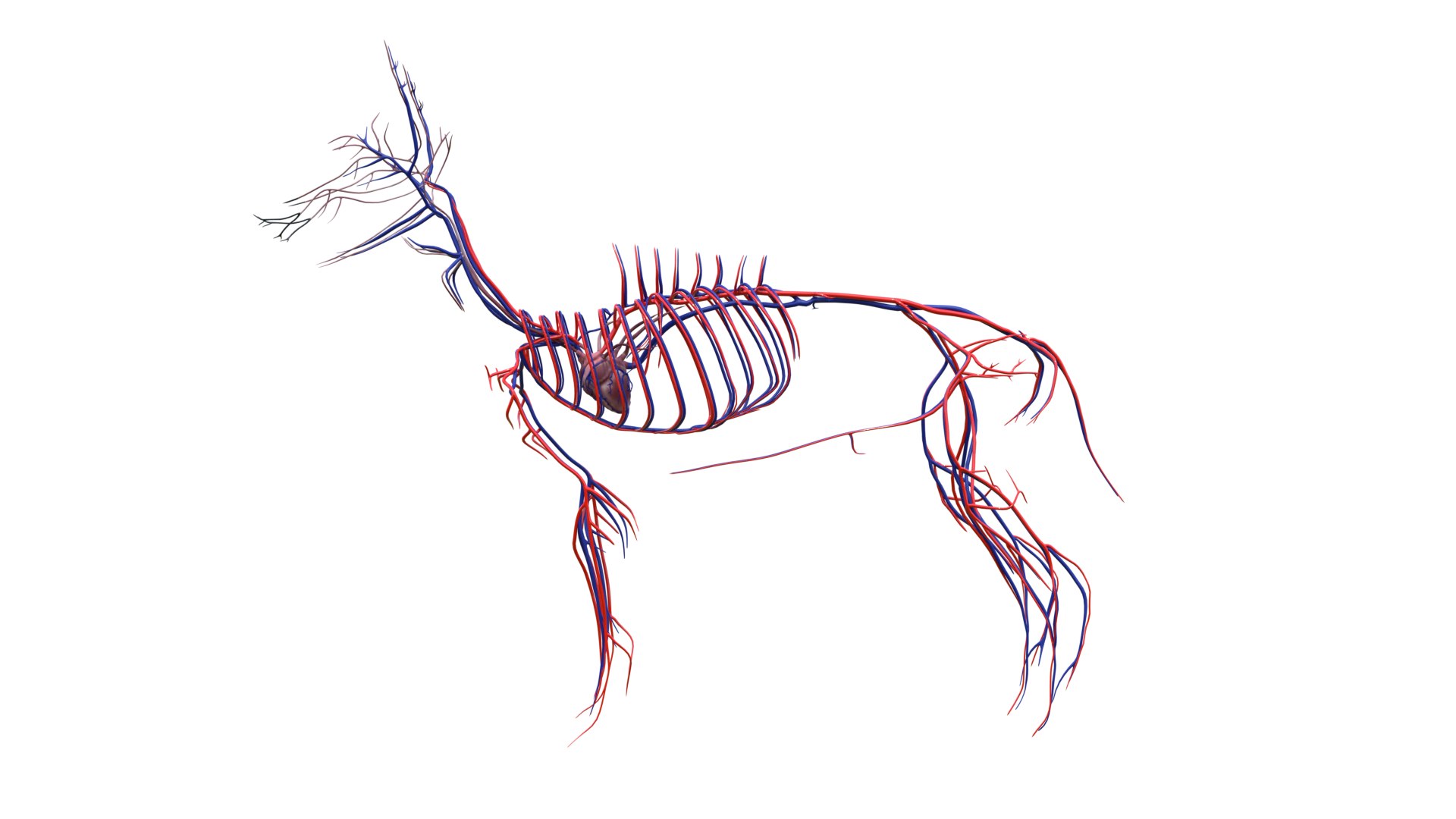 Dog Canine Complete Anatomy 3D Model Skeletal Muscular  Nervous System model https://p.turbosquid.com/ts-thumb/yA/ITP8Zk/NC/a0007/png/1778270945/1920x1080/fit_q87/7ed951c91ddbb43927e1ca44fc2fd2615062ad2c/a0007.jpg