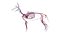 Dog Canine Complete Anatomy 3D Model Skeletal Muscular  Nervous System