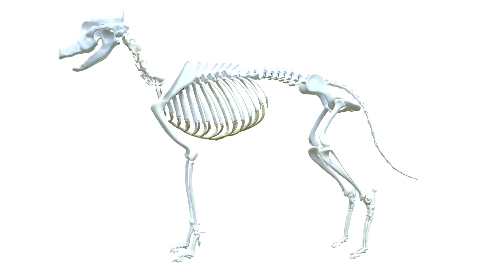 Dog Canine Complete Anatomy 3D Model Skeletal Muscular  Nervous System model https://p.turbosquid.com/ts-thumb/yA/ITP8Zk/Rp/a0006/png/1778270944/1920x1080/fit_q87/905ced6c9f85d7db9a21e3b459910083035d9e07/a0006.jpg