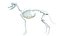 Dog Canine Complete Anatomy 3D Model Skeletal Muscular  Nervous System
