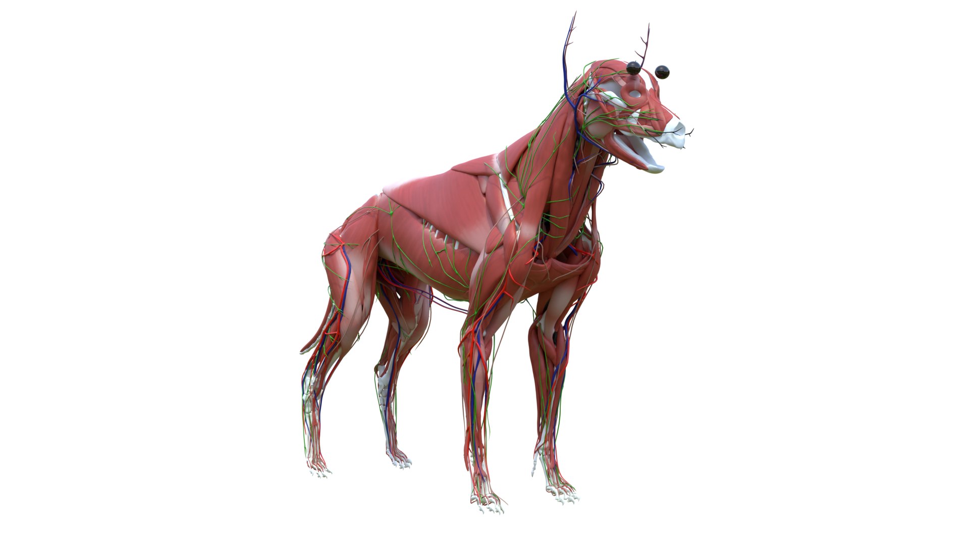 Dog Canine Complete Anatomy 3D Model Skeletal Muscular  Nervous System model https://p.turbosquid.com/ts-thumb/yA/ITP8Zk/Se/a0017/png/1778270952/1920x1080/fit_q87/2c80439c1567ade0f39ff599375aa68324fdb2a6/a0017.jpg